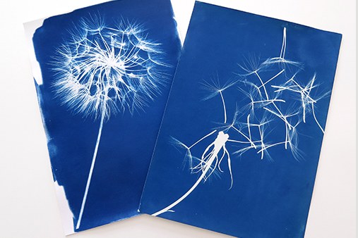 Atelier Cyanotype